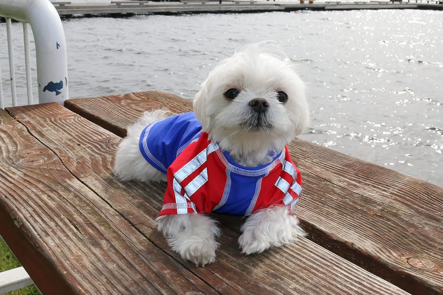 Sun Shirt for Dogs & Cats | Size: M | UV Protection Cooling T-Shirt for Pets | UPF50  Max Protection from Sunburn | Leash Hole, Machine Washable, Made in USA